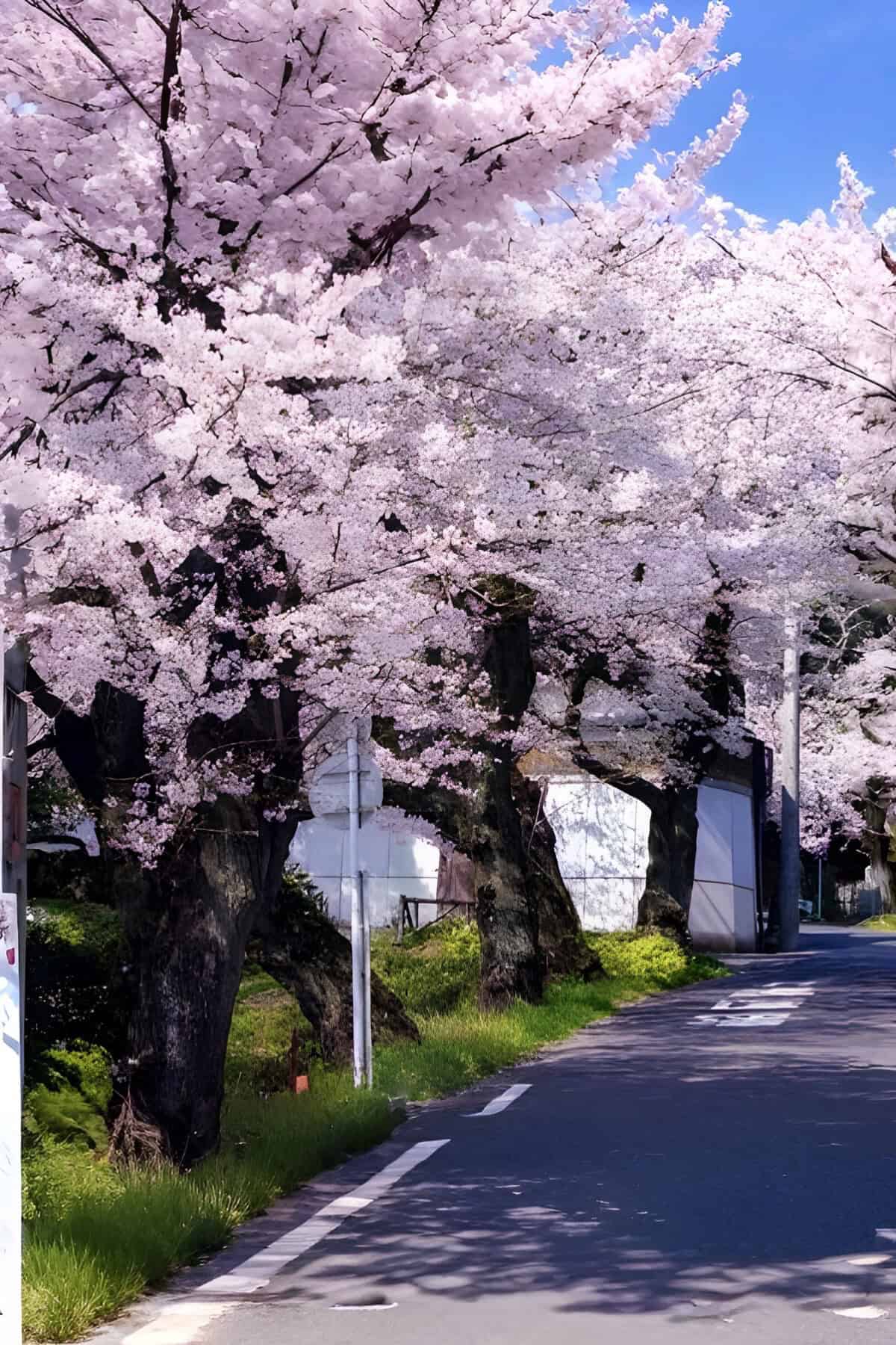 cherry blossoms in japan