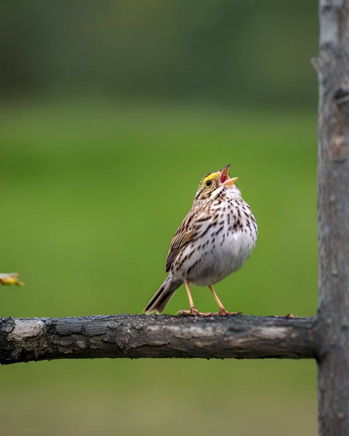 bird singing